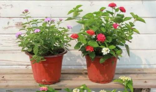 荔湾家长爆料视频最新,揭秘校园安全问题引发社会关注  第3张