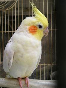 玄凤鹦鹉最新爆料 第1张 玄凤鹦鹉最新爆料 第1张